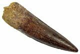 Fossil Spinosaurus Tooth - Real Dinosaur Tooth #345454-1
